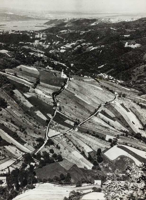 Samoborski vinogradi