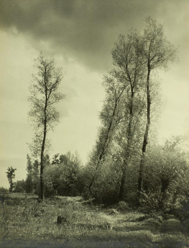 Krajolik