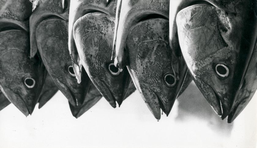 Tun fish