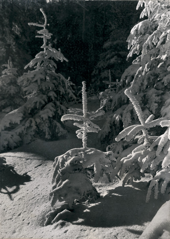 Zimsko sunce