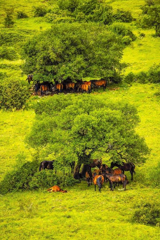Wild Horses of Velebit
