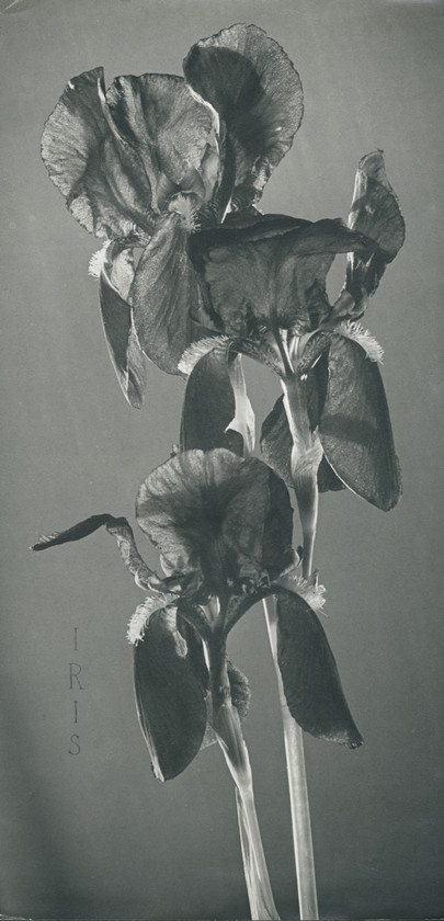 Iris