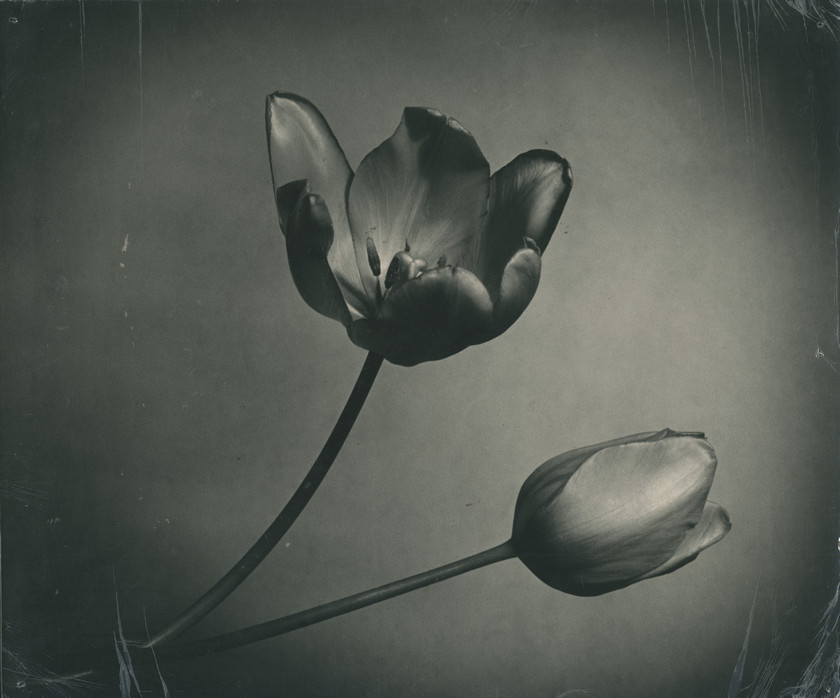 Tulipani