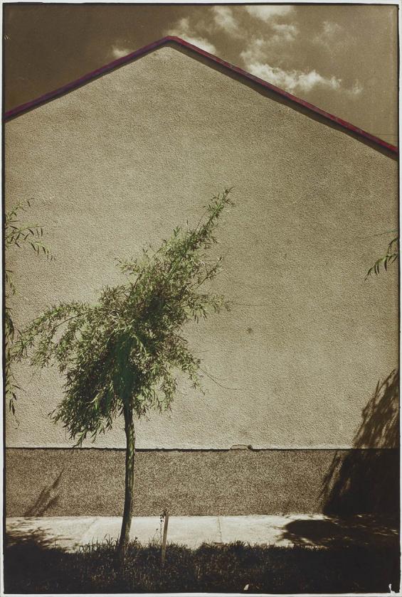 Birch