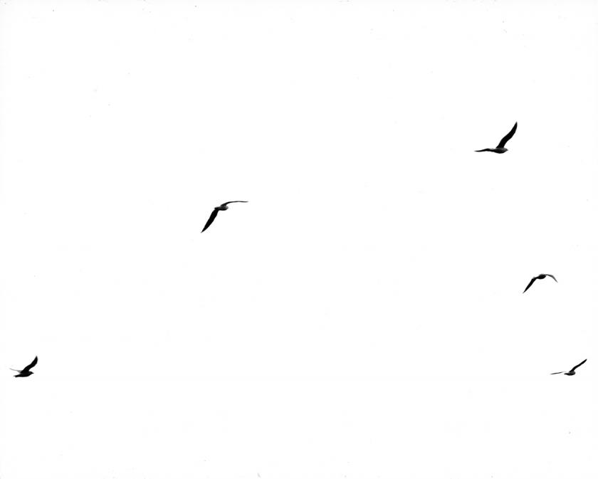 Galebovi No 21