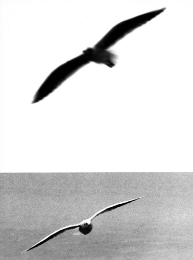 Galebovi No 26