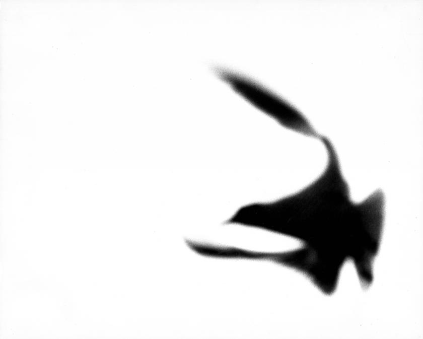 Galebovi No 27