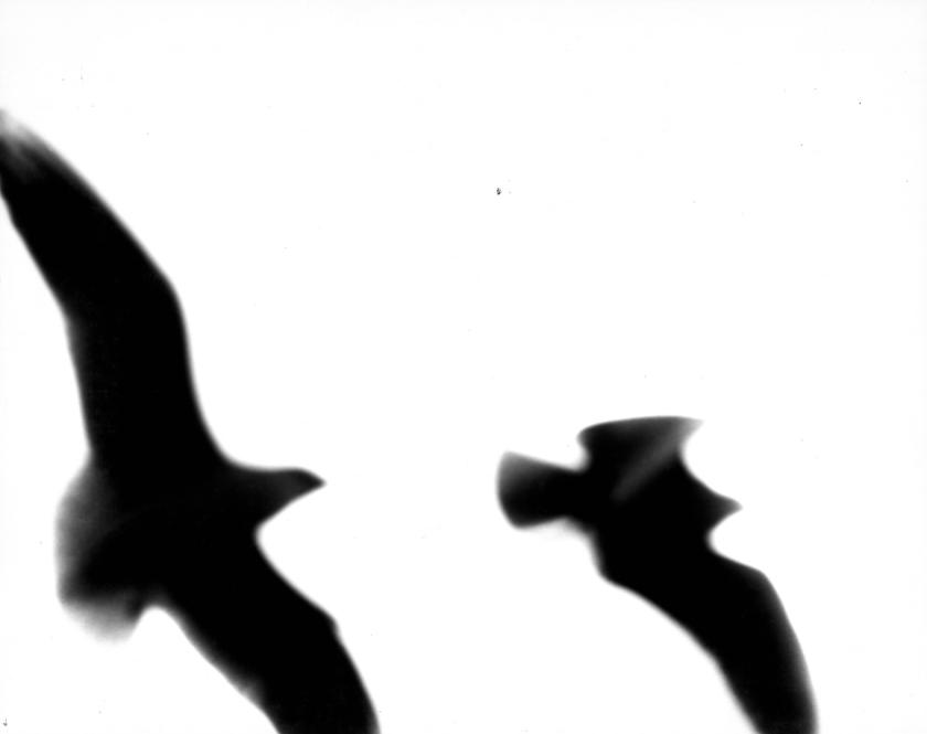 Galebovi No 34