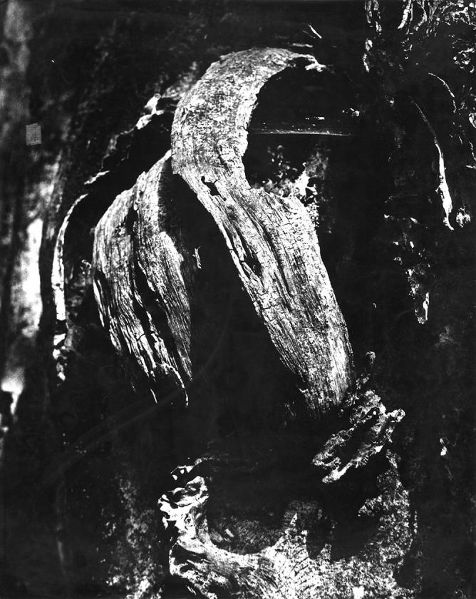 Portret Matije gupca