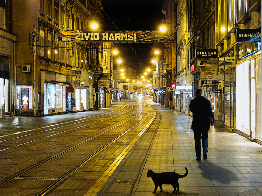Cat in the Ilica Street