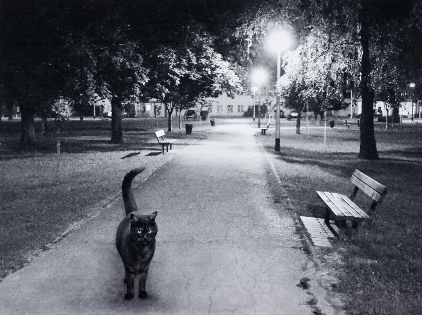 Charlie in the park