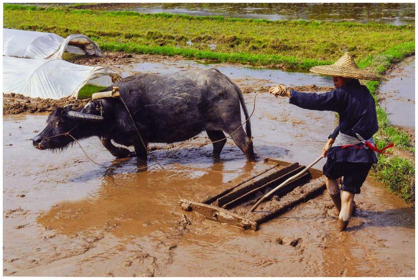 Rice field