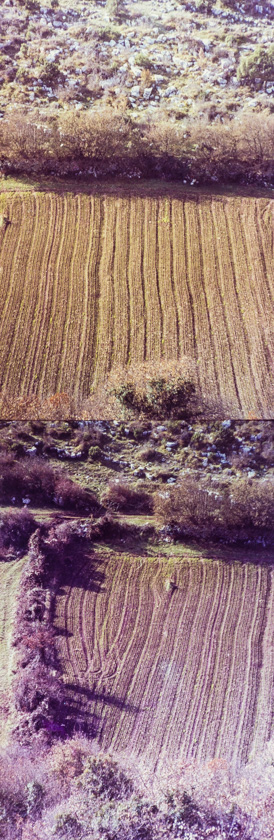 Polja