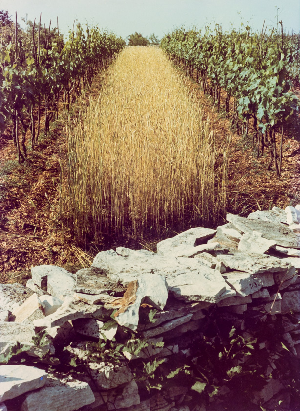 Vinograd