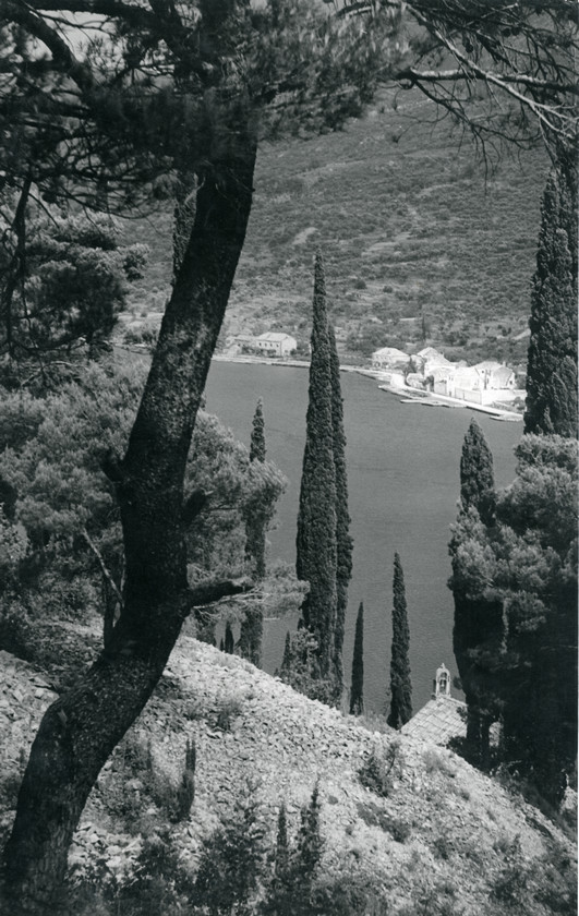 Čempresi (Cupressus)