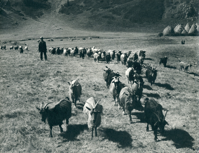 Pastorale