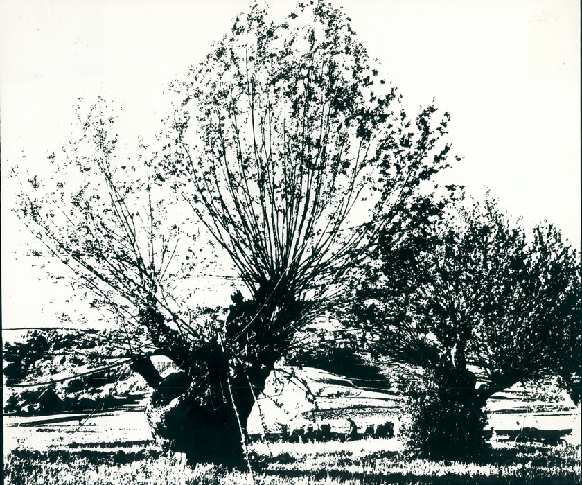 Vrbe