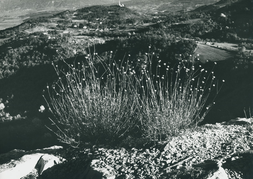 Istra