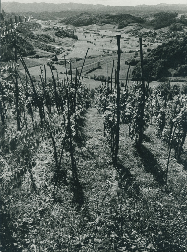 Pejsaž sa vinogradom