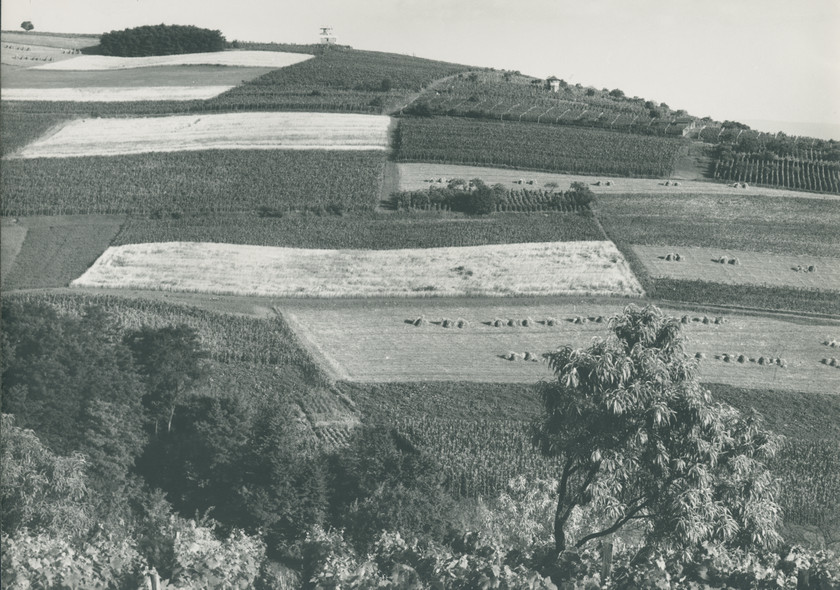 Slavonija