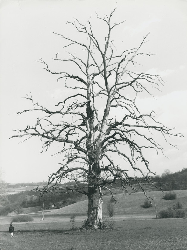 Stablo