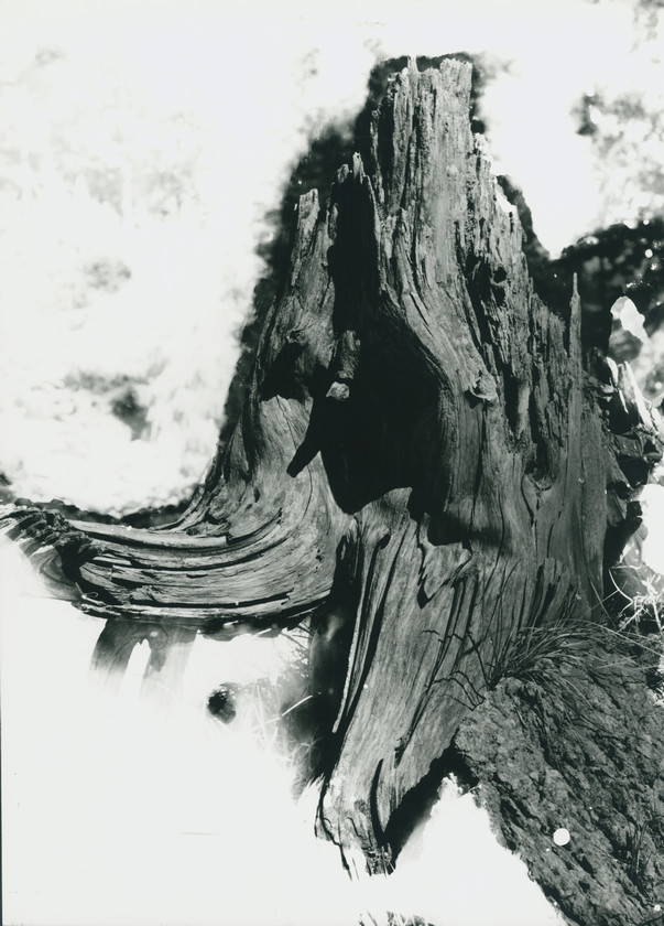 Torzo
