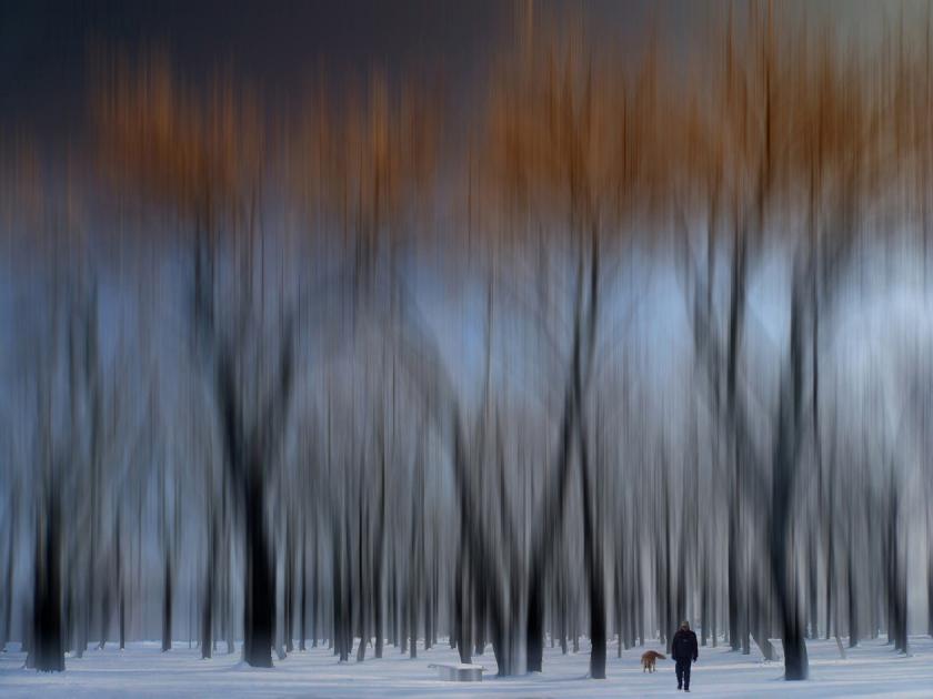 Magic forest