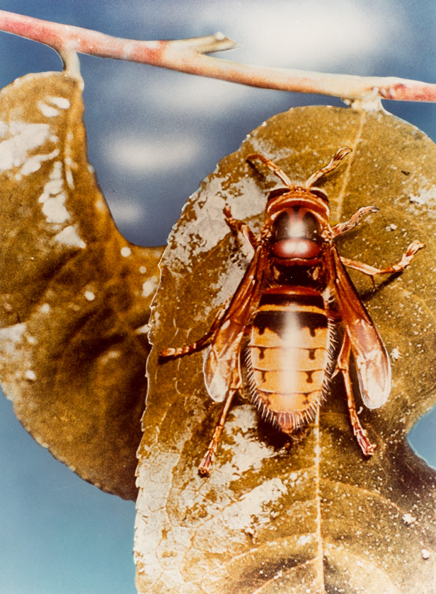 Mediteranska osa