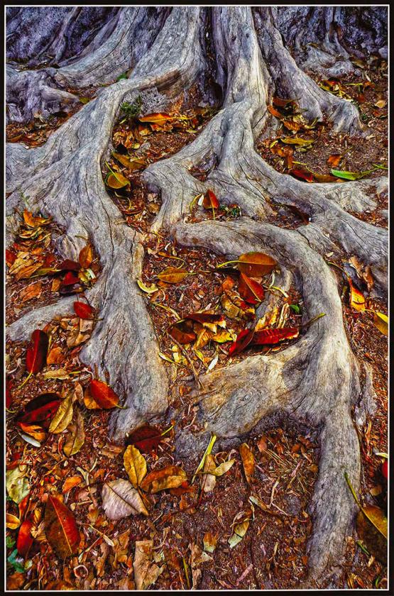 Roots