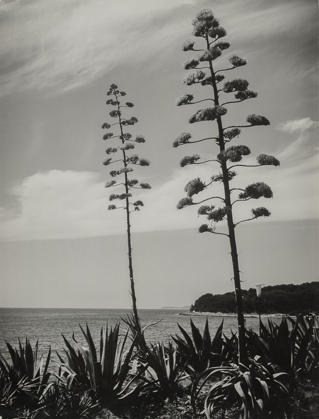 Agave