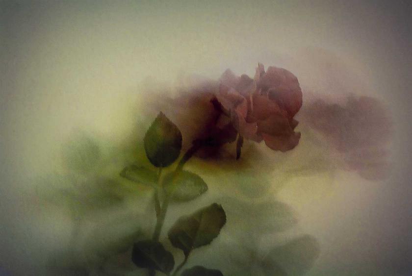 Dream of a rose
