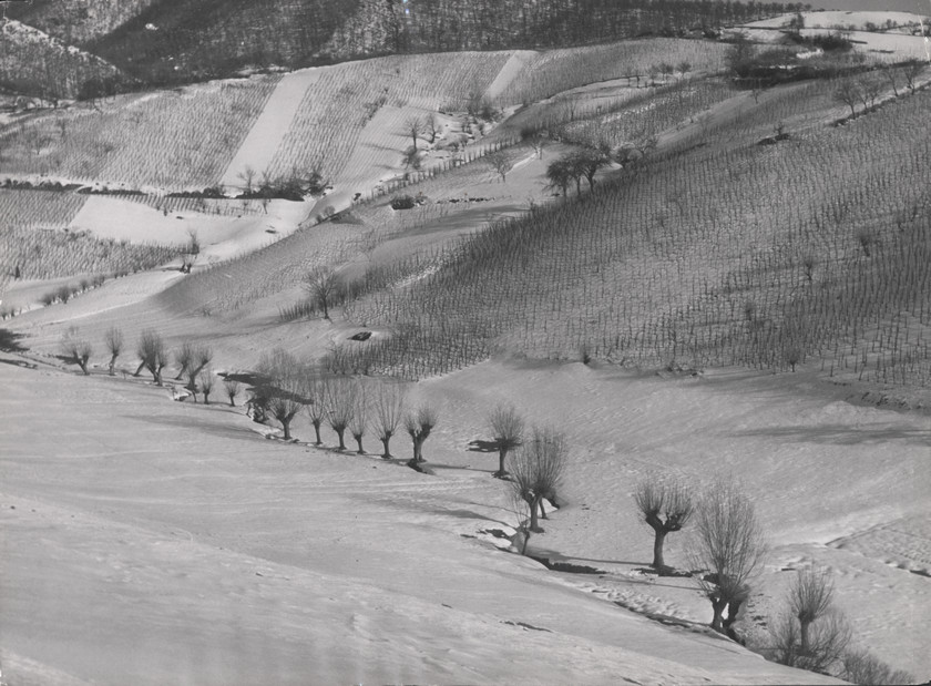 Vinogradi