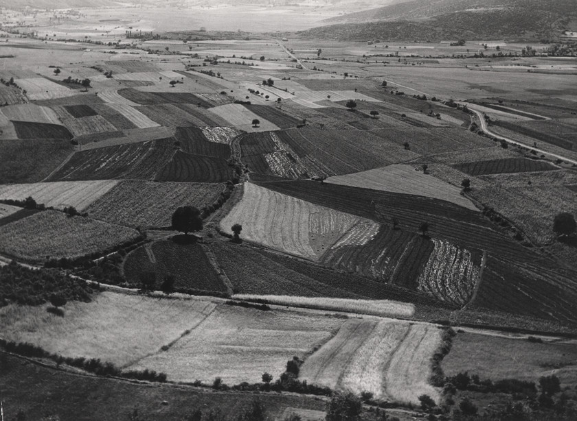 Žitna polja