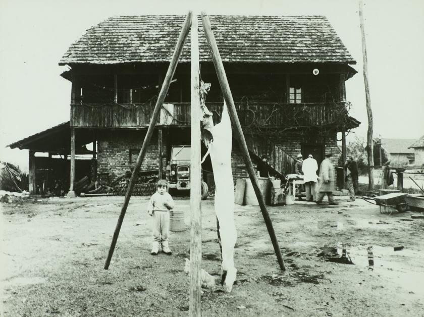 Svinjokolja