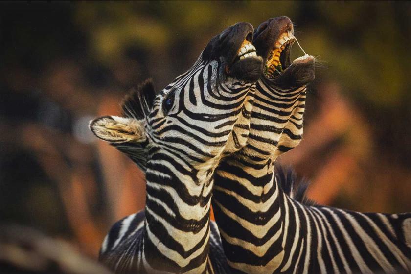 Nasmijane zebre