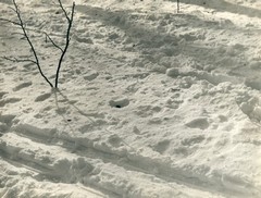 Zima