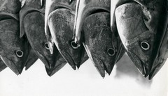 Tun fish