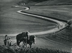 Orači