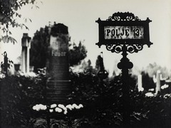 Polje 13