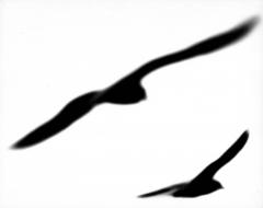 Galebovi No 44