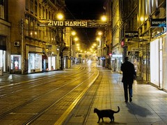Cat in the Ilica Street