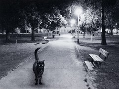 Charlie in the park