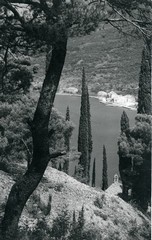 Čempresi (Cupressus)
