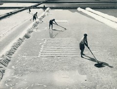Berba soli 3