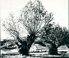 Vrbe
