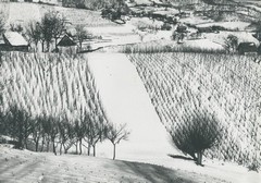 Zima