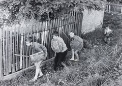Vitezovi mamine pregače