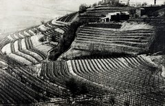 Goriška brda 3