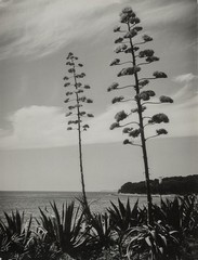 Agave