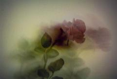 Dream of a rose